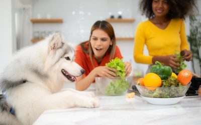 Beneficios de una Alimentación Fresca para tu Mascota